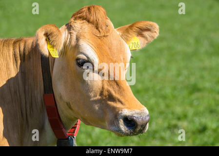 Close-up de la Jersey on Green grass Banque D'Images