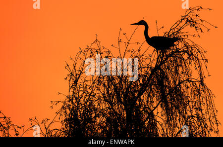 Photo de Silhouette un héron dans un arbre Banque D'Images