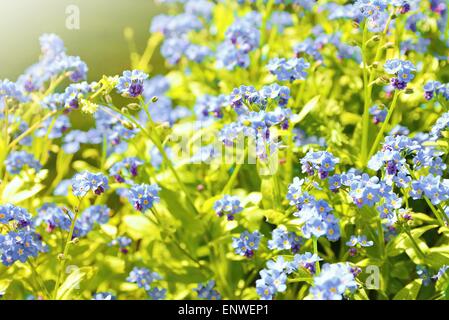 Gros plan de l'usine ne m'oublie pas (Myosotis sylvatica). Cette plante a de petites fleurs bleues et feuilles vertes. Banque D'Images