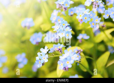 Gros plan de l'usine ne m'oublie pas (Myosotis sylvatica). Cette plante a de petites fleurs bleues et feuilles vertes. Banque D'Images