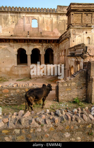 Orchha dans Madhya Pradesh. bull marche chez les ancien palais des ruines. Banque D'Images