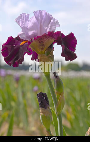 Domaine des iris fleurs Keizer dans l'Oregon. Banque D'Images