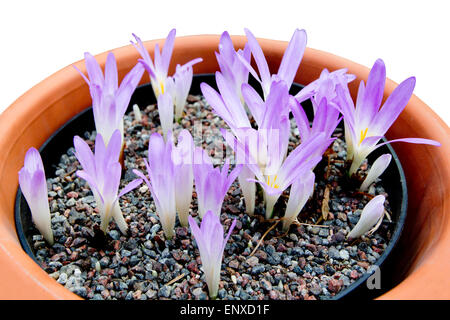 Purple crocus fleurs en pot en terre cuite, isolé sur blanc. Banque D'Images