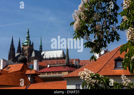 Le Château de Prague Printemps, fleurs de marronnier d'arbre, République Tchèque Banque D'Images