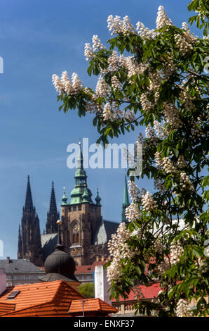 Vue sur le château de Prague au printemps, la cathédrale de tours et de fleurs de marronnier d'arbre, République tchèque monde célèbres bâtiments Banque D'Images