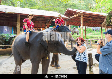 Chiangmai, Thaïlande - 16 novembre : cornacs éléphants et monter un étranger salue le 16 novembre ,2014 à Mae Sa elephant camp ,C Banque D'Images