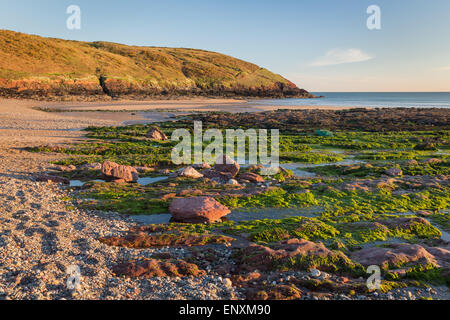 Plage de Manorbier dans Pembrokeshire, Pays de Galles - par des rochers et des algues au coucher du soleil Banque D'Images