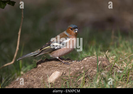 Chaffinch, homme, Buchfink, Männchen, Buch-Fink, Fringilla coelebs Pinson des arbres, Banque D'Images