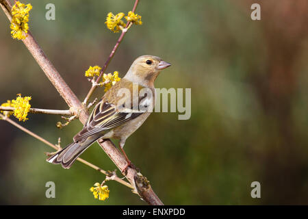 Chaffinch Buchfink, femme,,,, Buch-Fink Weibchen, Fringilla coelebs Pinson des arbres Banque D'Images