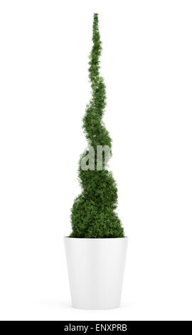 Thuja plante en pot isolé sur fond blanc Banque D'Images