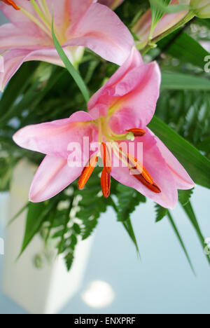 Un bouquet de lis Stargazer dans un vase fleuristes Banque D'Images