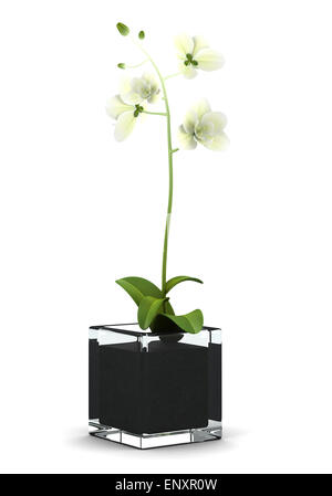 Orchidée fleur en pot isolé sur fond blanc Banque D'Images