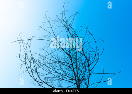 Arbre séché on blue sky Banque D'Images