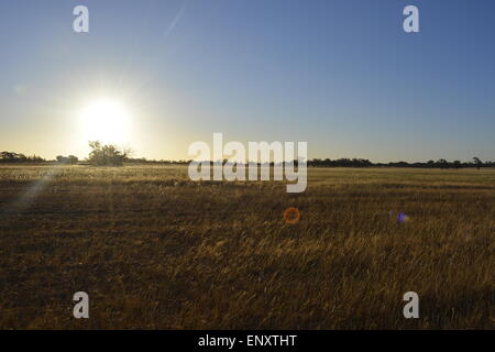 Coucher du soleil australien, les champs d'Or, le ciel est clair, les terres d'herbe, beau coucher de soleil, l'or. Banque D'Images