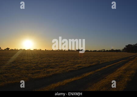 Coucher du soleil australien, les champs d'Or, le ciel est clair, les terres d'herbe, beau coucher de soleil, l'or. Banque D'Images