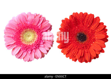 Rouge et Rose gerbera daisy-chefs avec de l'eau gouttes isolated on white Banque D'Images