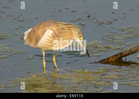 Un crabier chevelu (Ardeola ralloides) à la recherche de nourriture Banque D'Images