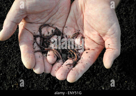 Le compost et les vers dans les mains d'un jardinier. Banque D'Images