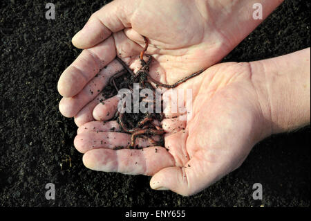 Les vers de compost dans les mains. Banque D'Images