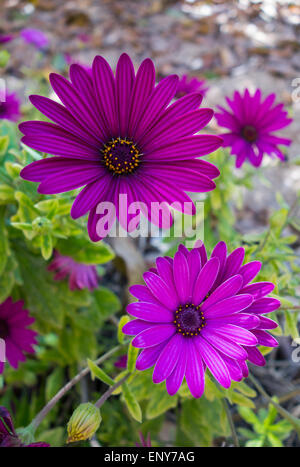 Purple Daisy africains, Osteospermum ciliata, dans des conditions de forte coloration en un parc à Malte, mer Méditerranée. Banque D'Images