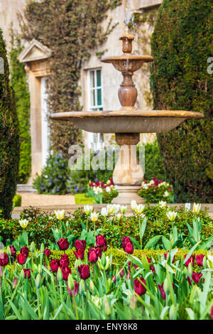 Les tulipes sur la terrasse de Bowood House dans le Wiltshire. Banque D'Images