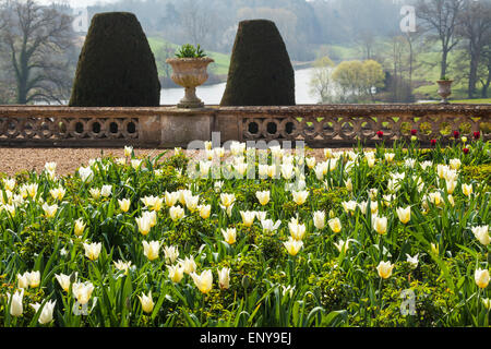 Les tulipes sur la terrasse à Bowood House dans le Wiltshire avec vue sur le lac au-delà. Banque D'Images