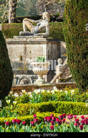 Les tulipes sur la terrasse de Bowood House dans le Wiltshire. Banque D'Images