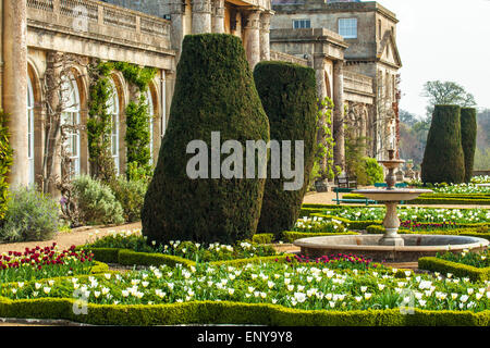 Les tulipes sur la terrasse de Bowood House dans le Wiltshire. Banque D'Images