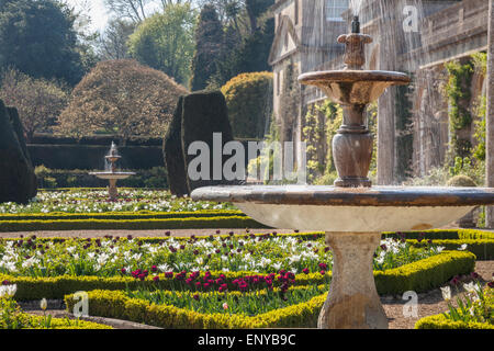 Les tulipes et les fontaines sur la terrasse de Bowood House dans le Wiltshire. Banque D'Images