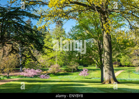 Le parc sur le Bowood Estate dans le Wiltshire au printemps. Banque D'Images