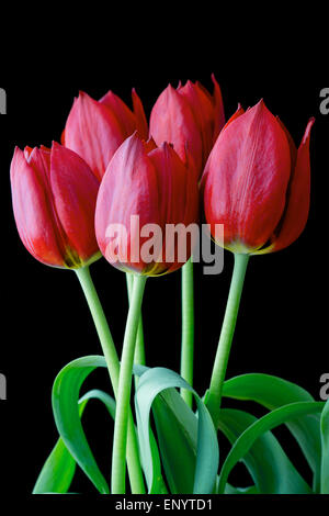 Bouquet de tulipes rouges sur fond noir Banque D'Images