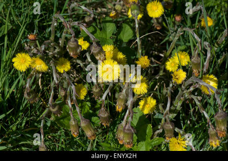 Le jaune tussilage, Tussilago farfara, plantes à fleurs et d'aller à semences en début du printemps Banque D'Images