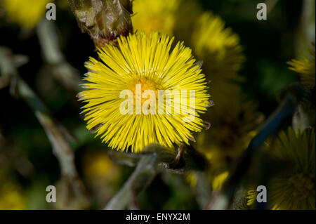 Le jaune tussilage, Tussilago farfara, fleur au début du printemps Banque D'Images