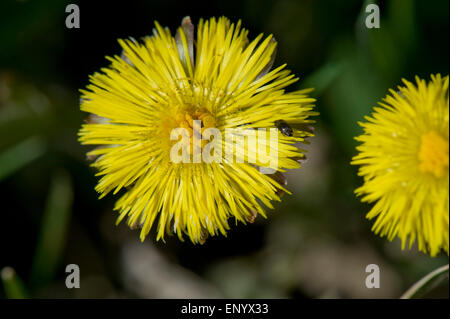 Le jaune tussilage, Tussilago farfara, méligèthe sur une fleur au début du printemps Banque D'Images