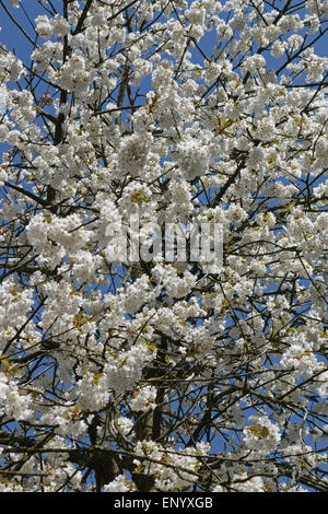 Un oiseau ou le merisier, Prunus avium, en pleine fleur blanche contre un ciel bleu au printemps Banque D'Images