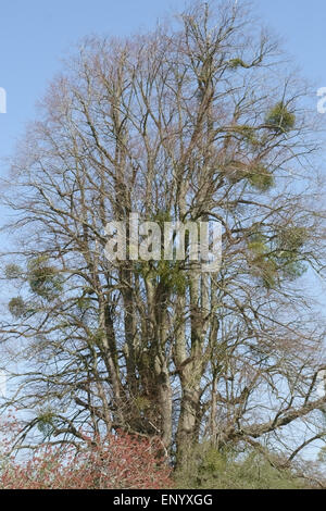 Le gui européen, Viscum album, bouquets dans un grand arbre sans feuilles au début du printemps, Hampshire, Avril Banque D'Images