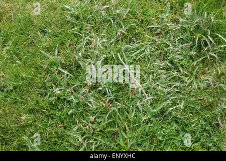 Domaine woodrush ou le Vendredi saint de l'herbe, Luzula campestris, floraison courte en herbage, Berkshire, Avril Banque D'Images
