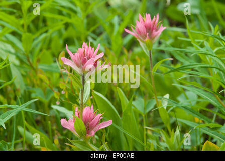 Pinceau rouge commun, Castilleja miniata, grandissant dans une prairie alpine au parc provincial Peter Lougheed, l'Alberta Banque D'Images