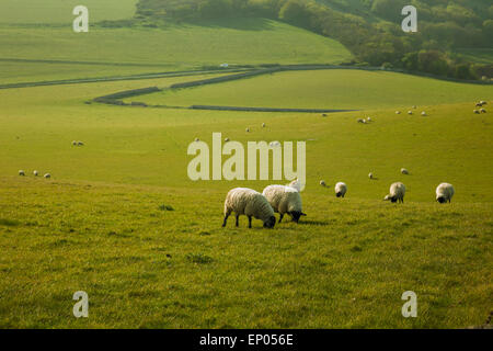 Des moutons paissant sur les South Downs au printemps, East Sussex, Angleterre. Banque D'Images