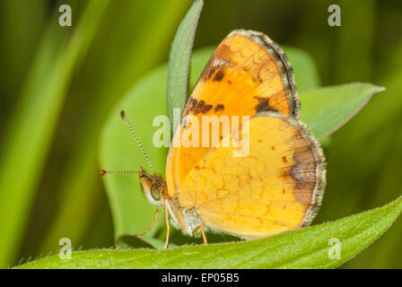 Pearl crescent Phyciodes tharos, papillon, perché sur une feuille dans la zone naturelle 56 Riverlot, près de St Albert, Alberta Banque D'Images