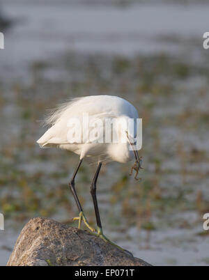 Beau spécimen de l'egret photographié alors qu'il chassait une grenouille dans son environnement naturel Banque D'Images