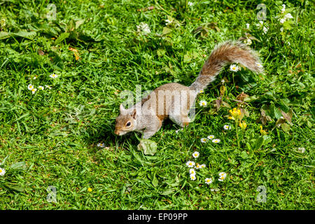 L'Écureuil gris (Sciurus carolinensis) St James's Park, Londres, Angleterre Banque D'Images