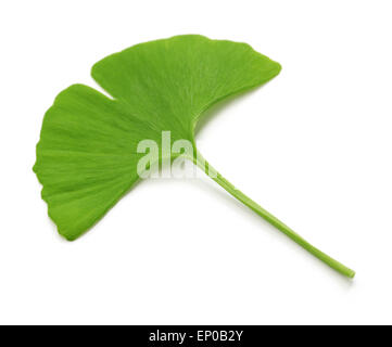 Le ginkgo biloba isolé sur fond blanc Banque D'Images