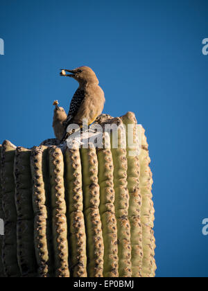 Gila Woodpecker (Melanerpes uropygialis) sur une branche de saguaro, Lost Dutchman State Park, Apache Junction, Arizona. Banque D'Images