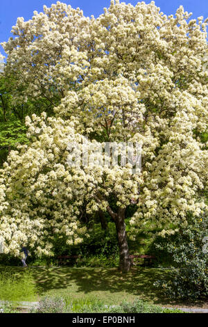 Un arbre Manna Ash qui fleurit Fraxinus ornus en pleine floraison Banque D'Images