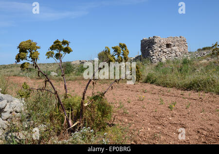 Tournage cacher, Marfa Ridge, au nord de la Méditerranée, Malte Banque D'Images