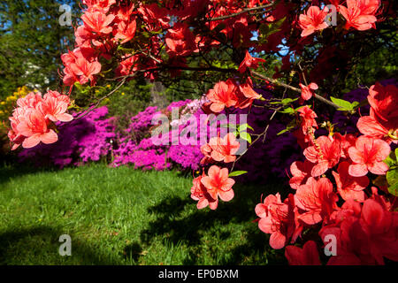 Azalées, Rhododendron arbuste Orange Fleur de jardin Banque D'Images