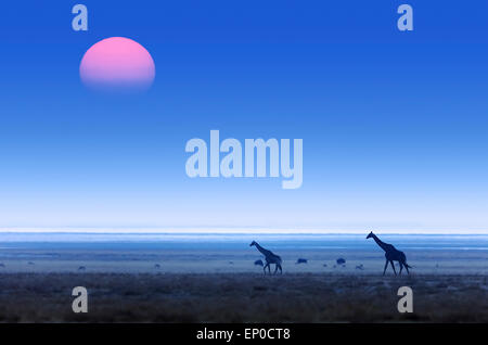 Les Girafes (Giraffa camelopardalis) marcher sur télévision plaines ouvertes avec le coucher du soleil. Parc National d'Etosha (Namibie) Banque D'Images