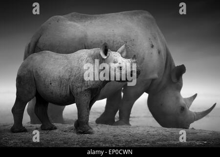 Veau du rhinocéros noir (Diceros bicornis) debout avec une vache à eau - Etosha National Park Banque D'Images