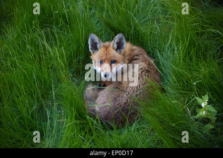 Wimbledon, Londres, Royaume-Uni. 12 mai, 2015. Fox urbaine bénéficie du temps chaud peut, UK 12 Mai 2015 Un renard urbain détend le soir dans un jardin luxuriant à Wimbledon, dans le sud-ouest de Londres, Royaume-Uni Crédit : Jeff Gilbert/Alamy Live News Banque D'Images